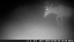 Alcelaphus buselaphus caama