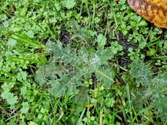 Carduus pycnocephalus