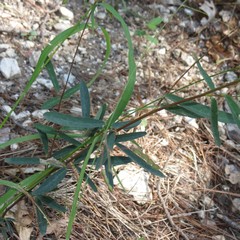 Desmodium arizonicum