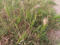 Hordeum murinum