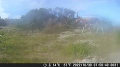 Damaliscus pygargus pygargus