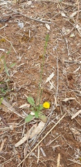 Hypochaeris glabra