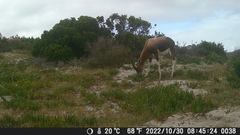 Damaliscus pygargus pygargus