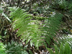 Leptopteris hymenophylloides