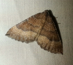 Larentia clavaria