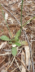 Hypochaeris glabra