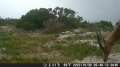 Damaliscus pygargus pygargus