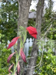 Gladiolus dalenii