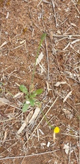 Hypochaeris glabra