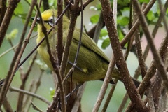 Zosterops kikuyuensis