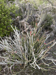 Euphorbia lomelii