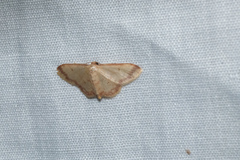Idaea impexa