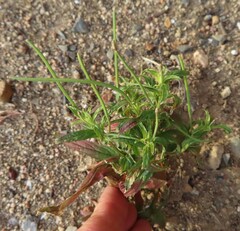 Epilobium parviflorum