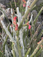Euphorbia lomelii