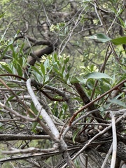 Stomatostemma monteiroae