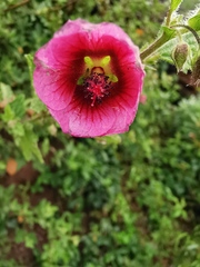 Anisodontea
