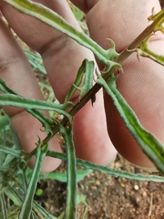 Xenostegia tridentata