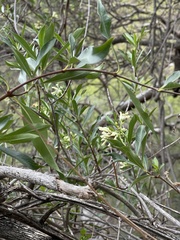 Stomatostemma monteiroae