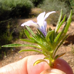 Wahlenbergia acaulis