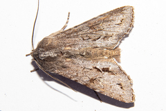 Ichneutica ustistriga
