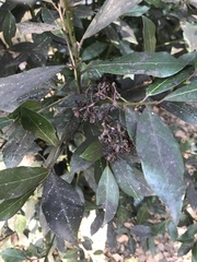 Laurus nobilis