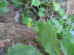 Ranunculus muricatus