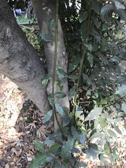Laurus nobilis