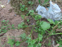 Ranunculus muricatus