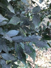 Laurus nobilis
