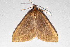 Xanthorhoe occulta