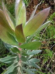 Leucadendron argenteum