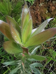 Leucadendron argenteum