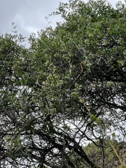 Stomatostemma monteiroae