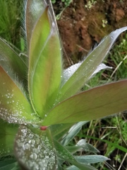 Leucadendron argenteum