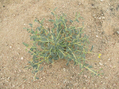 Sesbania pachycarpa (Sesbania pachycarpa)