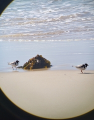 Thinornis cucullatus