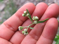 Florestina tripteris