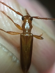 Astetholea pauper