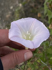 Ipomoea jicama