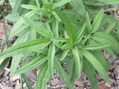 Florestina tripteris