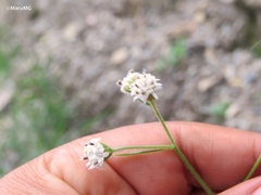 Florestina tripteris