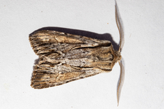 Ichneutica paracausta