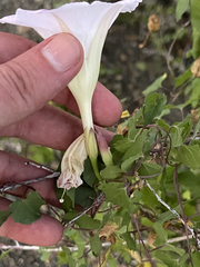 Ipomoea jicama