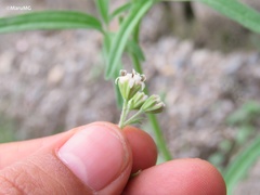 Florestina tripteris