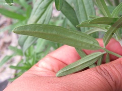 Florestina tripteris