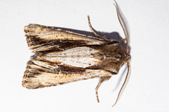 Ichneutica paracausta
