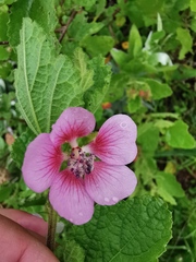 Anisodontea