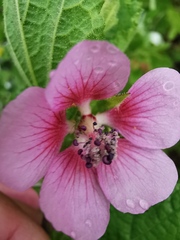Anisodontea