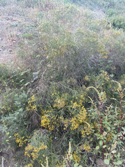 Xylothamia diffusa