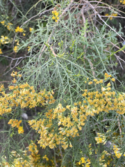 Xylothamia diffusa